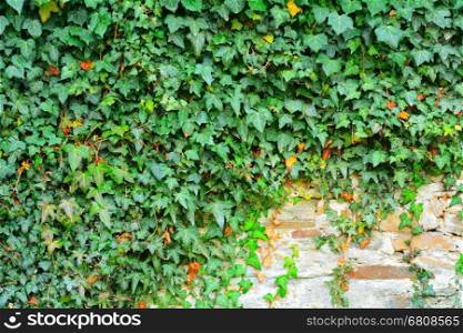 Exterior stone wall covered in green ivy.