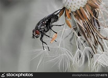 extreme close-up of a fly on the seed stalls of a dandelion