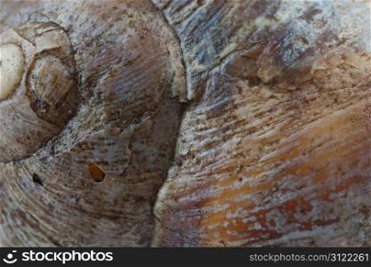 Extreme close up of a garden snail shell - an ideal background image