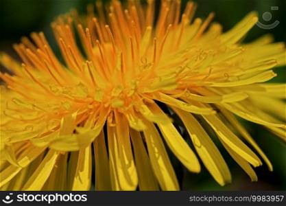 extreme close up of a yellow dandelion blossom