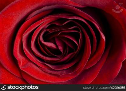 Extreme close up of beautiful red rose
