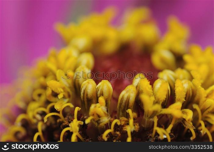 Extreme close up of the gazania flower