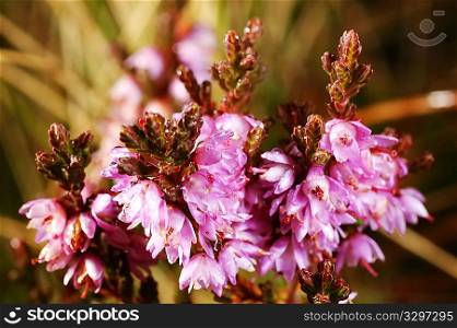 Extreme close-up of Winter Heath flowers