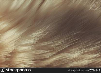 Extreme close up on the fur of a Birman cat