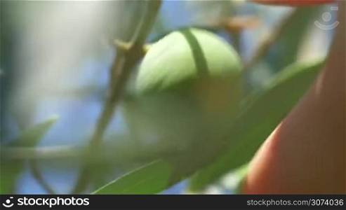 Extreme close-up shot of a hand picking up a green olive from the tree, blue sky can be seen through the branches