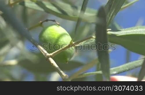 Extreme close-up shot of a hand taking a green olive from the tree. Harvest season
