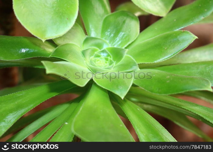 Extreme Close Up Shot Of Cactus Plant