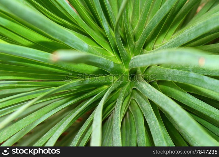 Extreme Close Up Shot Of Cactus Plant