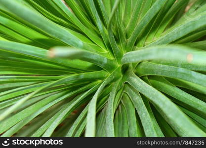 Extreme Close Up Shot Of Cactus Plant