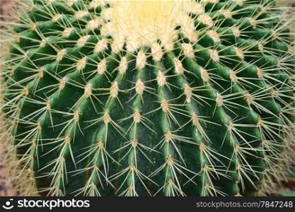 Extreme Close Up Shot Of Cactus Plant