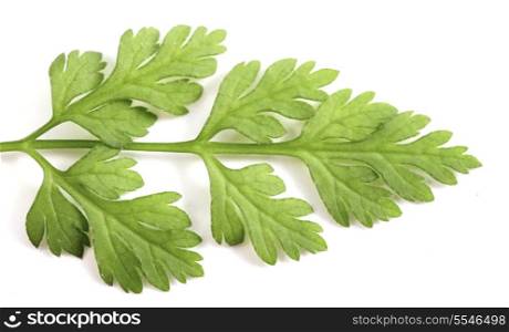Extreme closeup view of a leaf of chervil, and anise-flavoured herb popular in French cuisine, over white with a light shadow.
