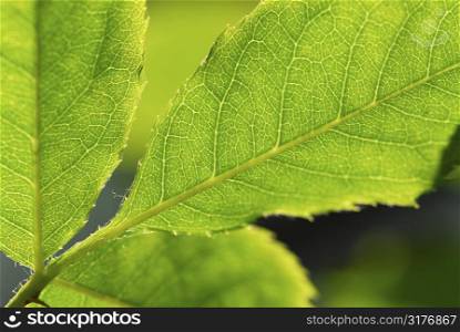 Extreme macro image of a green leaf