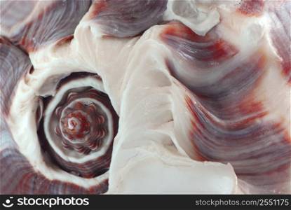 Extreme macro image of a seashell fragment