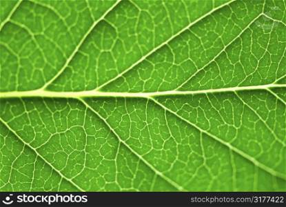 Extreme macro of green leaf with veins