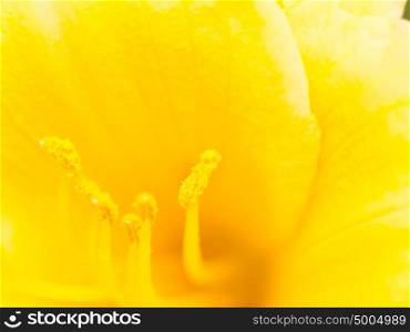 Extreme macro shot. Abstract background with pistil and stamen of yellow flower