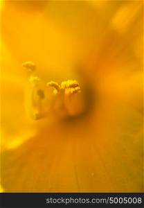 Extreme macro shot. Abstract background with pistil and stamen of yellow flower