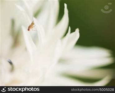 Extreme macro shot.drosophila at white flower