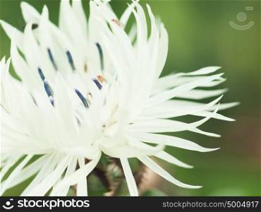Extreme macro shot. drosophila at white knapweed flower