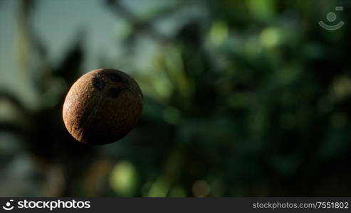 extreme slow motion falling coconut in jungle