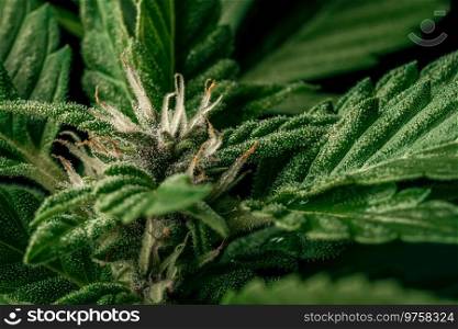 Extremely macro of cannabis hemp plant with trichomes. Cultivating marijuana, bud texture. Organic grow for medical use, treatment or studies. High quality. Extremely macro of cannabis hemp plant with trichomes. Cultivating marijuana.