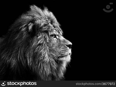 Eye catching portrait of male lion on black background in monochrome