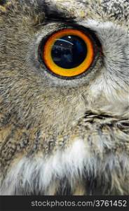 Eye of Eurasian Eagle Owl