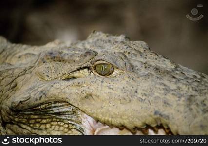 Eye of the marsh crocodile from Tadoba Tadoba Andhari Tiger Reserve, Maharashtra, India.