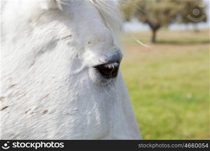 Eye photo of a white horse close up