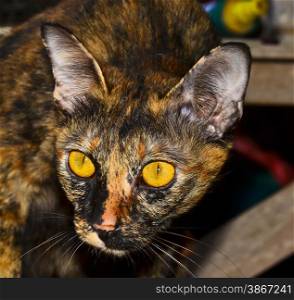 eyed cat
