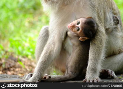 Eyes baby monkey looking straight forward and hugging mom.