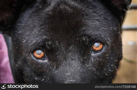 Eyes dog face close up of black dog