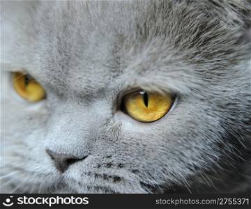 Eyes of a cat. A photo close up an eye of a cat. Breed - British short-haired