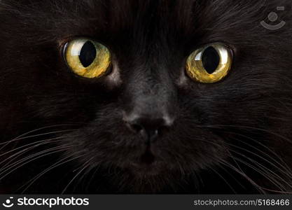 eyes of black cat