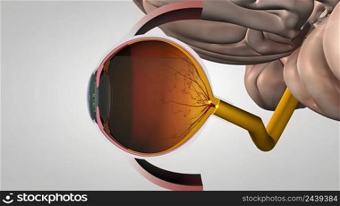 Eyes transmit images to the brain 3D illustration. Eyes transmit images to the brain