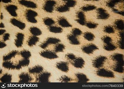 fabric with tiger skin background