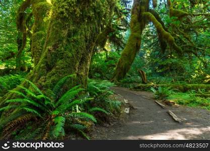 Fabulous rain forest in Olympic National Park, Washington, USA. Trees covered with thick layer of moss.