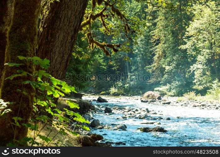 Fabulous rain forest in Olympic National Park, Washington, USA. Trees covered with thick layer of moss.