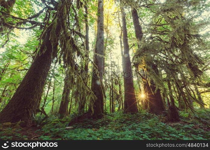 Fabulous rain forest in Olympic National Park, Washington, USA. Trees covered with thick layer of moss.