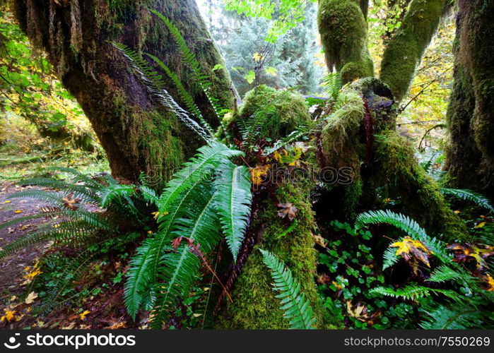 Fabulous rain forest in Olympic National Park, Washington, USA. Trees covered with thick layer of moss.