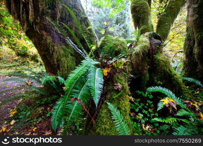 Fabulous rain forest in Olympic National Park, Washington, USA. Trees covered with thick layer of moss.