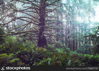 Fabulous rain forest in Olympic National Park, Washington, USA. Trees covered with thick layer of moss.