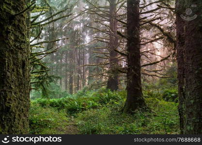 Fabulous rain forest. Trees covered with thick layer of moss.