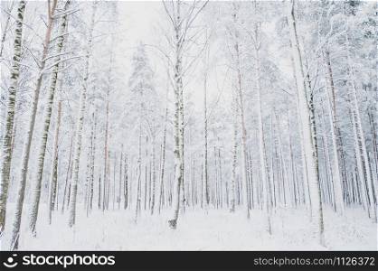 Fabulous winter landscape, Christmas trees in the snow, cold, snow winter