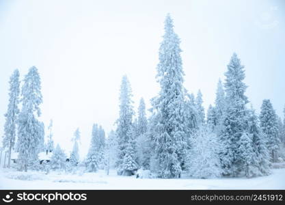 Fabulous winter landscape, Christmas trees in the snow, cold, snowy winter