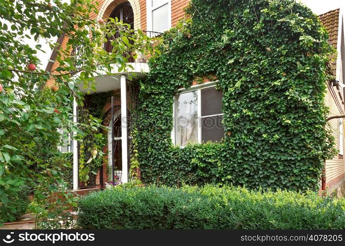 facade of counrty house with green ivy in summer day