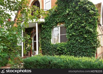 facade of counrty house with green ivy in summer day