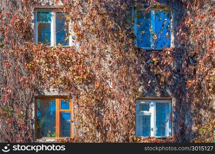 Facade of the house is braided with wild grapes. The vine in the fall, the windows of the house.. Facade of the house is braided with wild grapes