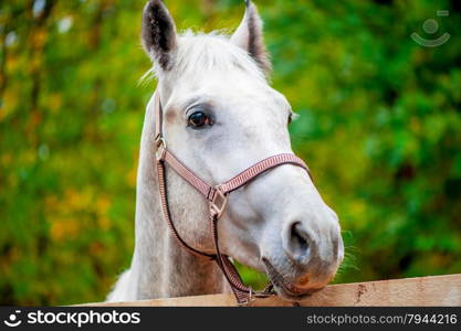 face a horse looking at the camera close-up