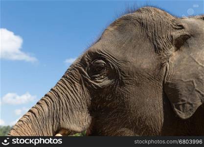 face and eye of young asian elephant in nature