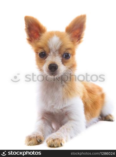 face of 8 months fancy pomeranian puppy dog lying on white background